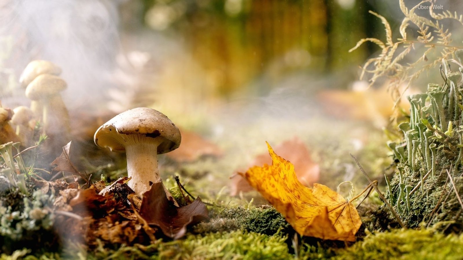 Schamanische Mittlere Welt Naturgeister Hausgeist